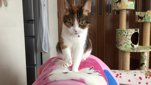 7歳の初もみ…の記事動画