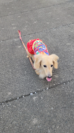 ぽんず、だいぶ歩けるようになりましたの記事動画