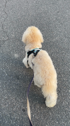 朝活１０分間お片付けクラブ　早くも脱落しそう。。の記事動画