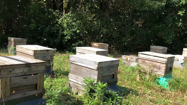 いつまで出没の記事動画