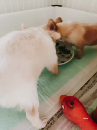 チワワ赤ちゃん元気いっぱい❣️の記事動画