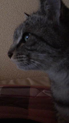 毎度恒例の記事動画