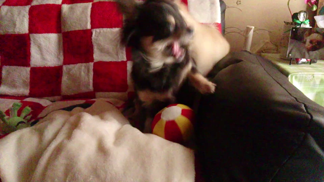 お転婆ちゃんと腕白くん  二日目の記事動画