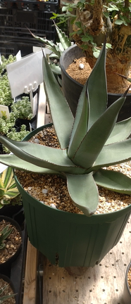 SALEのお知らせの記事動画