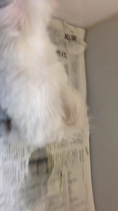 元気がなくて連れて帰れなかった頃のファルコンの記事動画