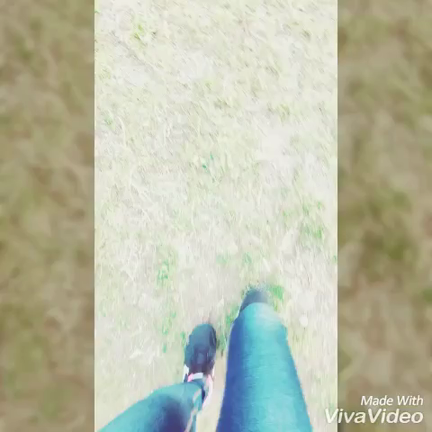 愛犬だヮン！の記事動画