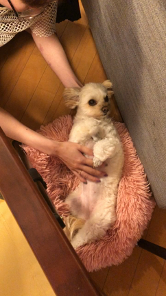 お願いの記事動画