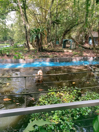 Zoo Negaraの記事動画
