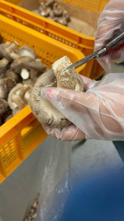 椎茸収穫についての記事動画