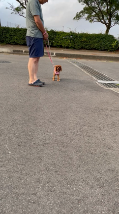 りなちゃんがやってきた！〜５ヶ月の記録②〜の記事動画