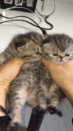 生後二週間！の記事動画