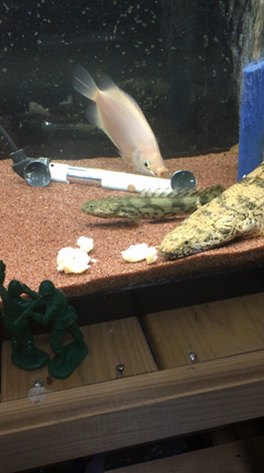 エンドリケリーの記事動画