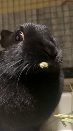 うさぎの日が終わる前にの記事動画