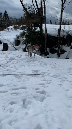 グリ　正式譲渡になりました。の記事動画
