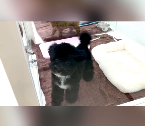 マルプーちゃんトリミング♪の記事動画