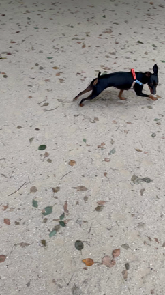 愛犬中心の生活の記事動画