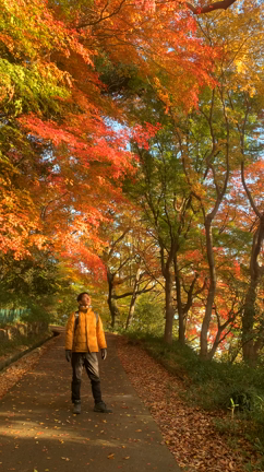 六甲山の綺麗な彩りの紅葉の記事動画