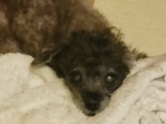 泣かない日は来るのかな･･･の記事動画