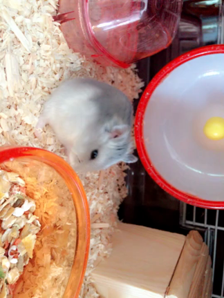 第161話 ももは一日にしてならずの記事動画