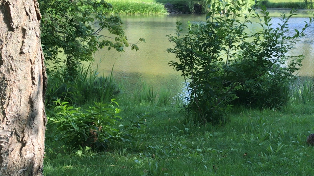 北海道の夏の記事動画