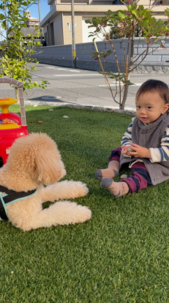 孫とベンジャミンの記事動画