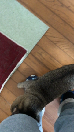 チョメの動画をあげてみますの記事動画