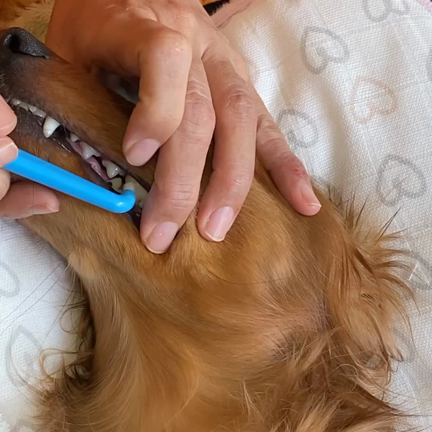 いぬ歯磨き動画アップしたよー！！お待たせいたしました。の記事動画