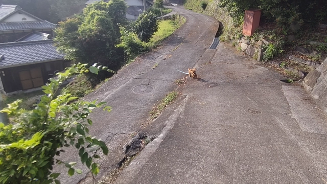 海ちゃんの散歩の仕方の記事動画