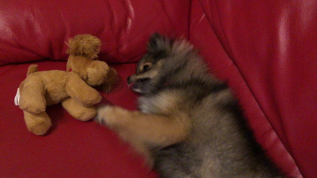 好きなのの記事動画