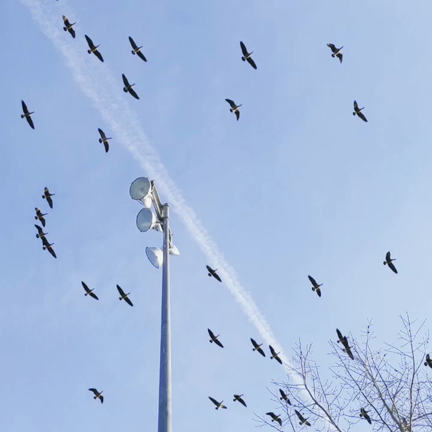 寿司ピクニック♡カナダガンの大群♡夕焼けドライブにベツレヘムの星と合唱団♡亡き父を想うの記事動画