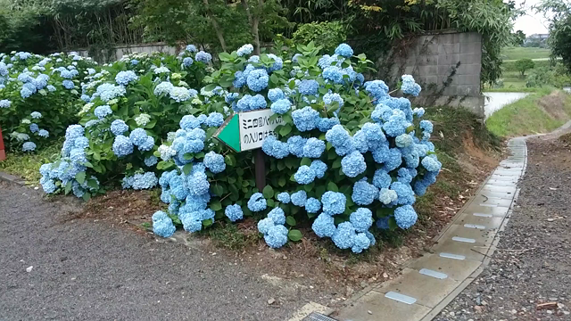 平池公園、浄土寺のその後・・の記事動画