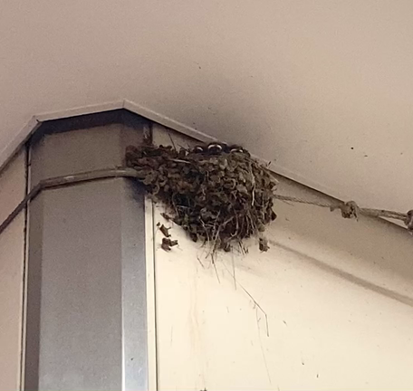 すくすくの記事動画