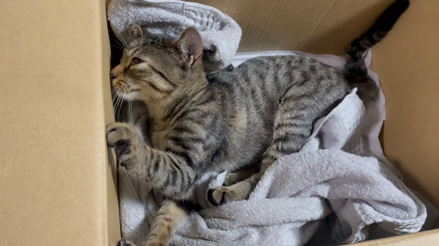 轢かれた猫…の記事動画