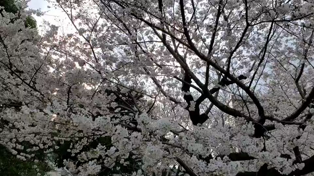 いろんなとこで、お花見散歩♪の記事動画