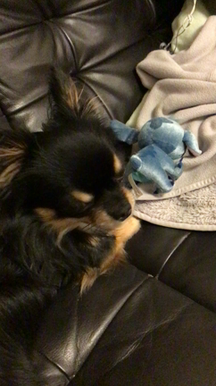 ラブリーニコちゃんの記事動画