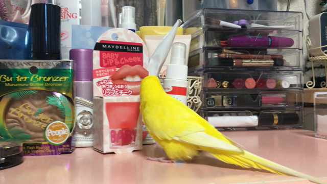 ペリーがリップに興味あり？の記事動画