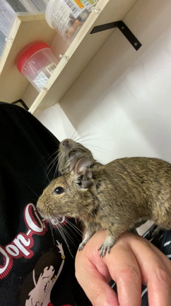 小鉄と豆鉄とイーサンの記事動画