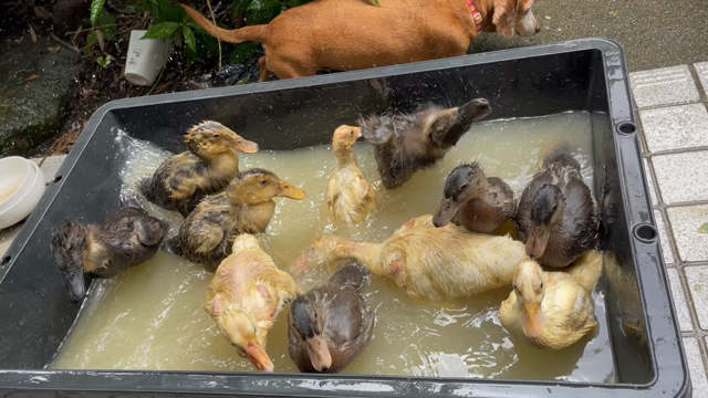 水鳥たちの経過報告です！アヒル、コールダック、ガチョウ、バリケンの記事動画