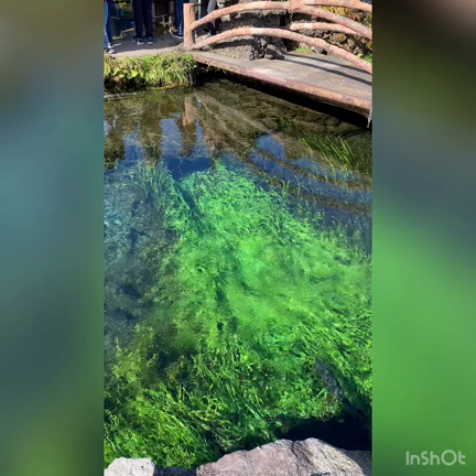 忍野八海に行ってきました♡の記事動画