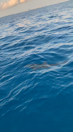 モルディブ旅行2019 10日目③の記事動画