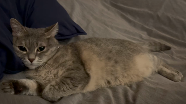 隣に。。。の記事動画