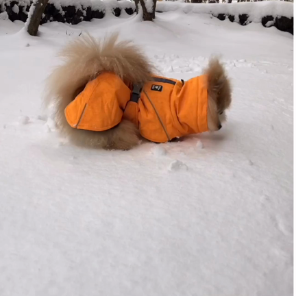 あかりん、雪に埋もれるの記事動画