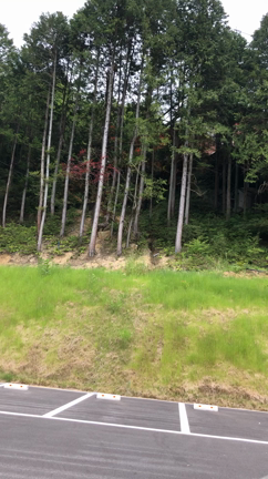 天然日本カモシカを引き寄せたー！の記事動画