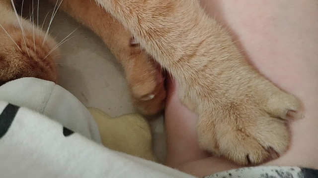 ふみふみが止まらない～追記ありの記事動画