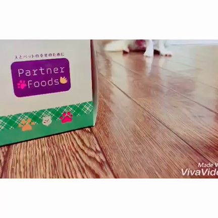 愛犬バニラのお誕生日♡の記事動画