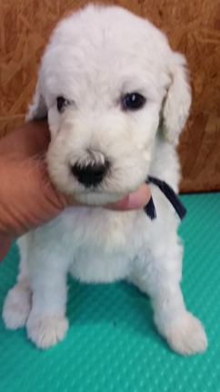 生後１ヶ月目(*^ー^)ノ♪の記事動画