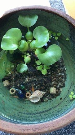 今日も元気の記事動画