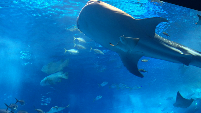 沖縄上陸！いざ美ら海水族館！の記事動画