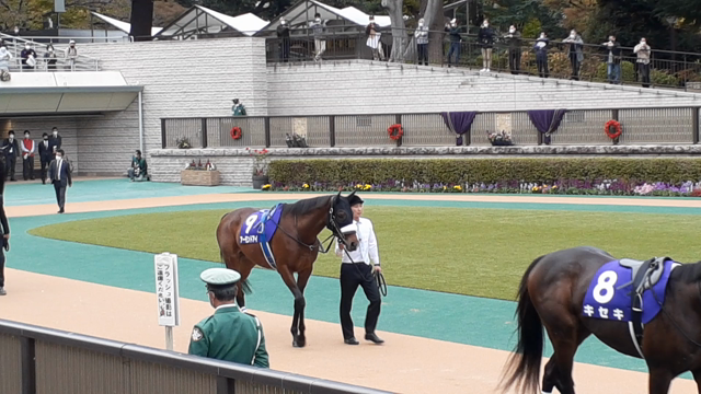 天皇賞(秋)観戦記⑤の記事動画