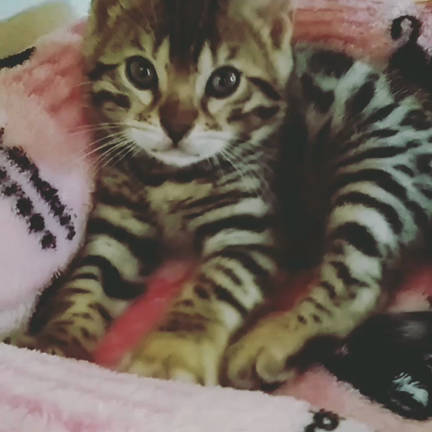 くまくまくぅとくぅくぅとGWの記事動画